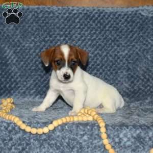 Lucy, Jack Russell Terrier Puppy
