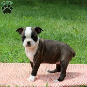 Lucy, Boston Terrier Puppy