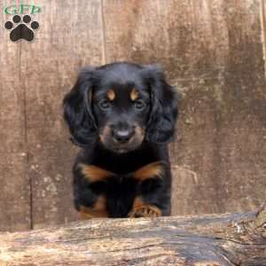 Lucy, Dachshund Puppy