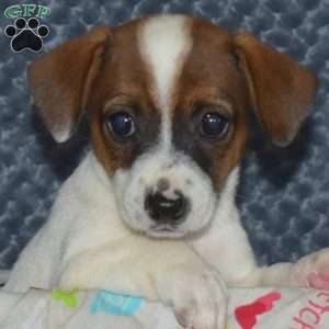 Lucy, Jack Russell Terrier Puppy