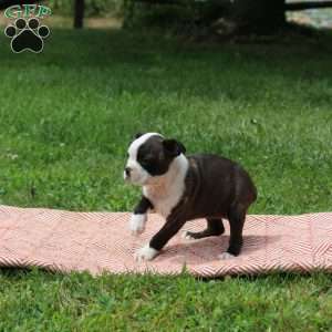 Lucy, Boston Terrier Puppy
