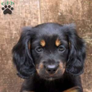 Lucy, Dachshund Puppy