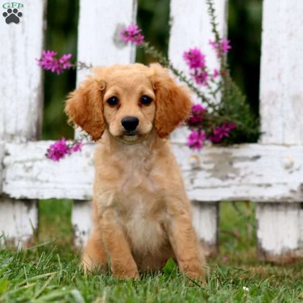 Lucy, Cockapoo Puppy