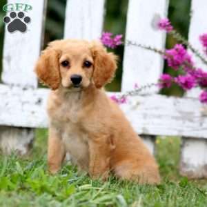 Lucy, Cockapoo Puppy