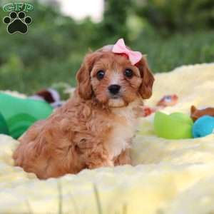 Lucy, Cavapoo Puppy
