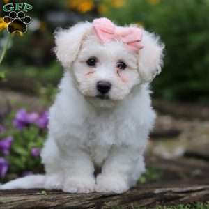 Lucy, Bichon Frise Puppy