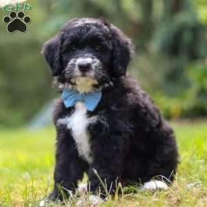 Luke, Mini Bernedoodle Puppy