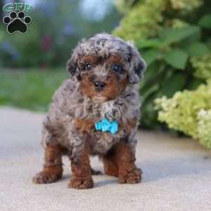 Luke, Cavapoo Puppy