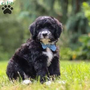 Luke, Mini Bernedoodle Puppy