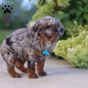 Luke, Cavapoo Puppy