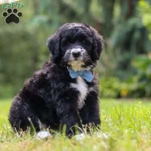 Luke, Mini Bernedoodle Puppy