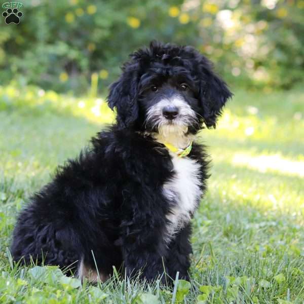 Luke, Bernedoodle Puppy