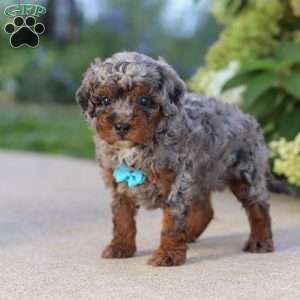 Luke, Cavapoo Puppy