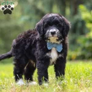 Luke, Mini Bernedoodle Puppy