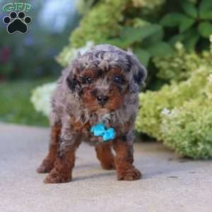 Luke, Cavapoo Puppy