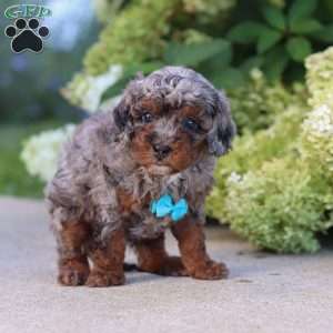 Luke, Cavapoo Puppy