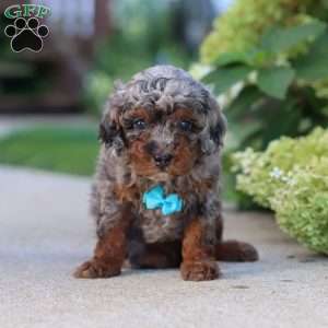 Luke, Cavapoo Puppy