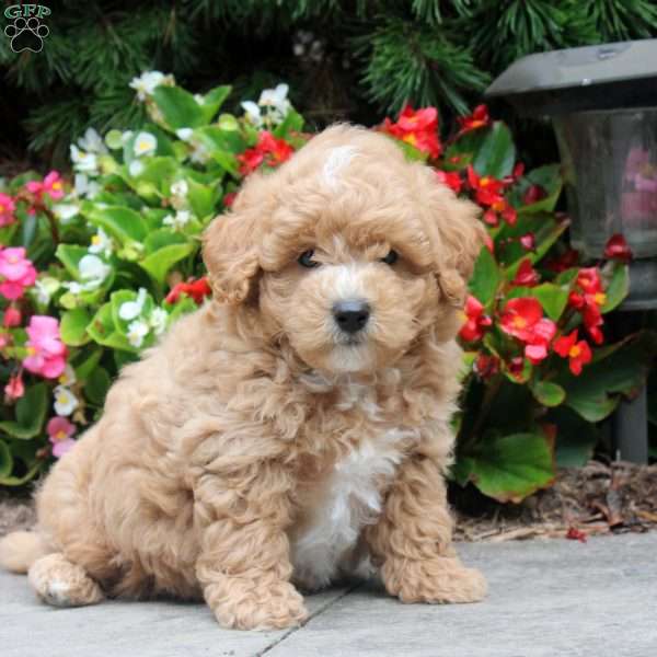 Luke, Maltipoo Puppy