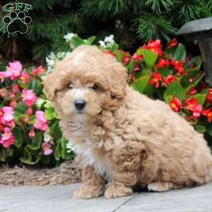 Luke, Maltipoo Puppy