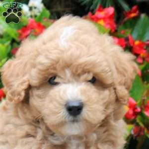 Luke, Maltipoo Puppy