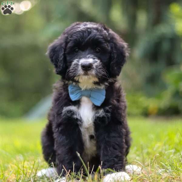 Luke, Mini Bernedoodle Puppy