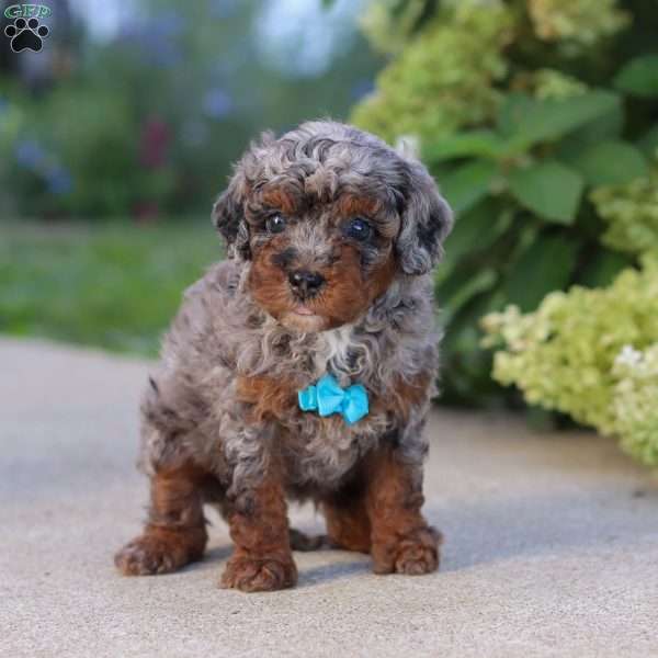 Luke, Cavapoo Puppy