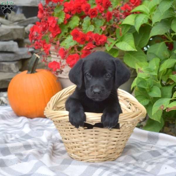 Lulu, Black Labrador Retriever Puppy