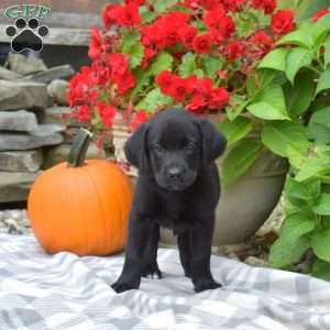 Lulu, Black Labrador Retriever Puppy