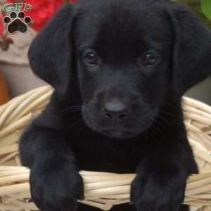 Lulu, Black Labrador Retriever Puppy