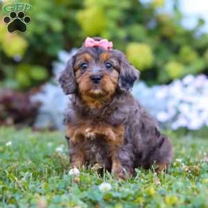 Luna, Cavapoo Puppy