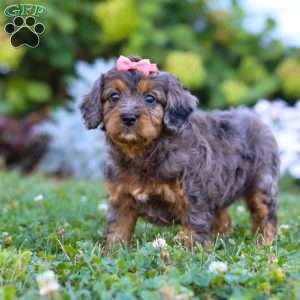 Luna, Cavapoo Puppy