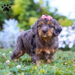 Luna, Cavapoo Puppy