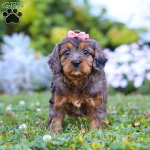 Luna, Cavapoo Puppy