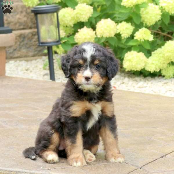 Luna, Mini Bernedoodle Puppy