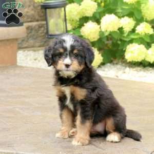 Luna, Mini Bernedoodle Puppy