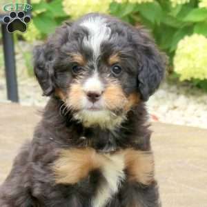 Luna, Mini Bernedoodle Puppy