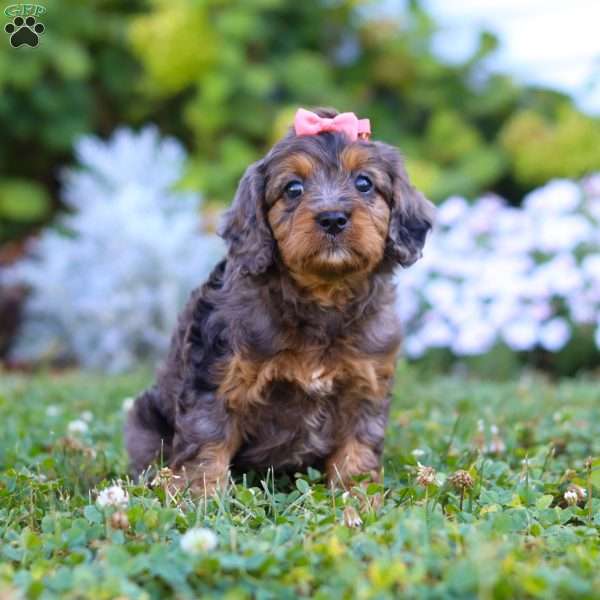 Luna, Cavapoo Puppy