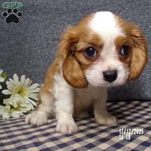 Rusty, Cavalier King Charles Spaniel Puppy