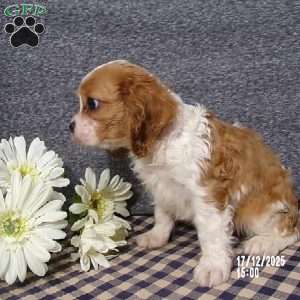 Rusty, Cavalier King Charles Spaniel Puppy