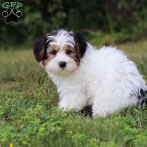 Ace, Yorkie Poo Puppy