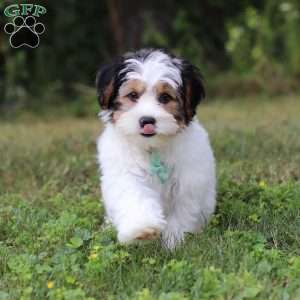 Ace, Yorkie Poo Puppy