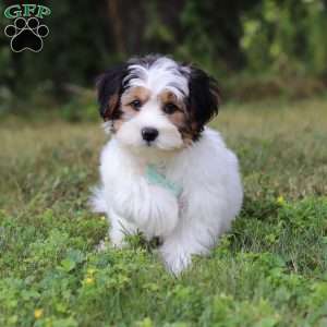 Ace, Yorkie Poo Puppy