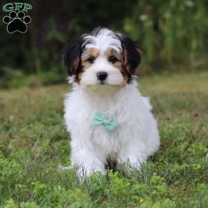 Ace, Yorkie Poo Puppy