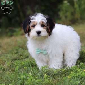 Ace, Yorkie Poo Puppy