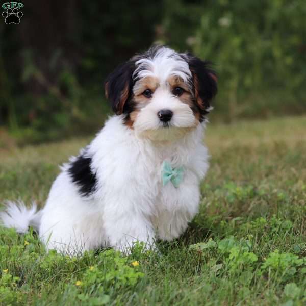 Ace, Yorkie Poo Puppy