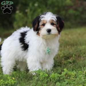 Ace, Yorkie Poo Puppy