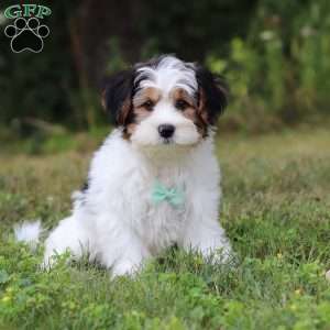 Ace, Yorkie Poo Puppy