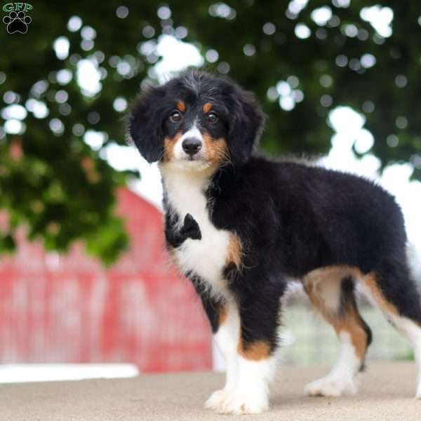 Ringo, Mini Bernedoodle Puppy