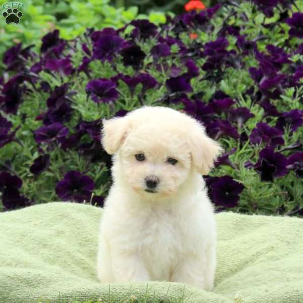 Mable, Bichon Frise Puppy