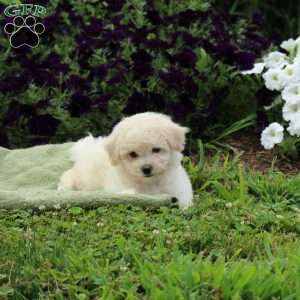 Mable, Bichon Frise Puppy